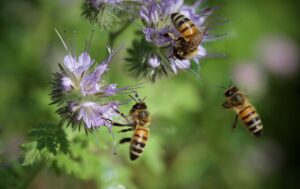 bees, honey bees, pollination-6593326.jpg