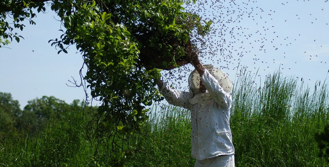 swarm of bees, bees, honey bees-1094857.jpg