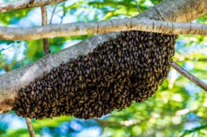 wandering bees, bees, swarm of bees-365213.jpg