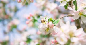Close-up of blooming apple blossoms with a bee collecting nectar, perfect for capturing spring essence.
