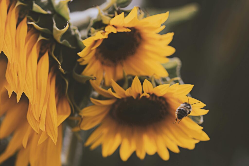 Close-up of bright sunflowers with a bee in the garden, showcasing nature's summer beauty.
