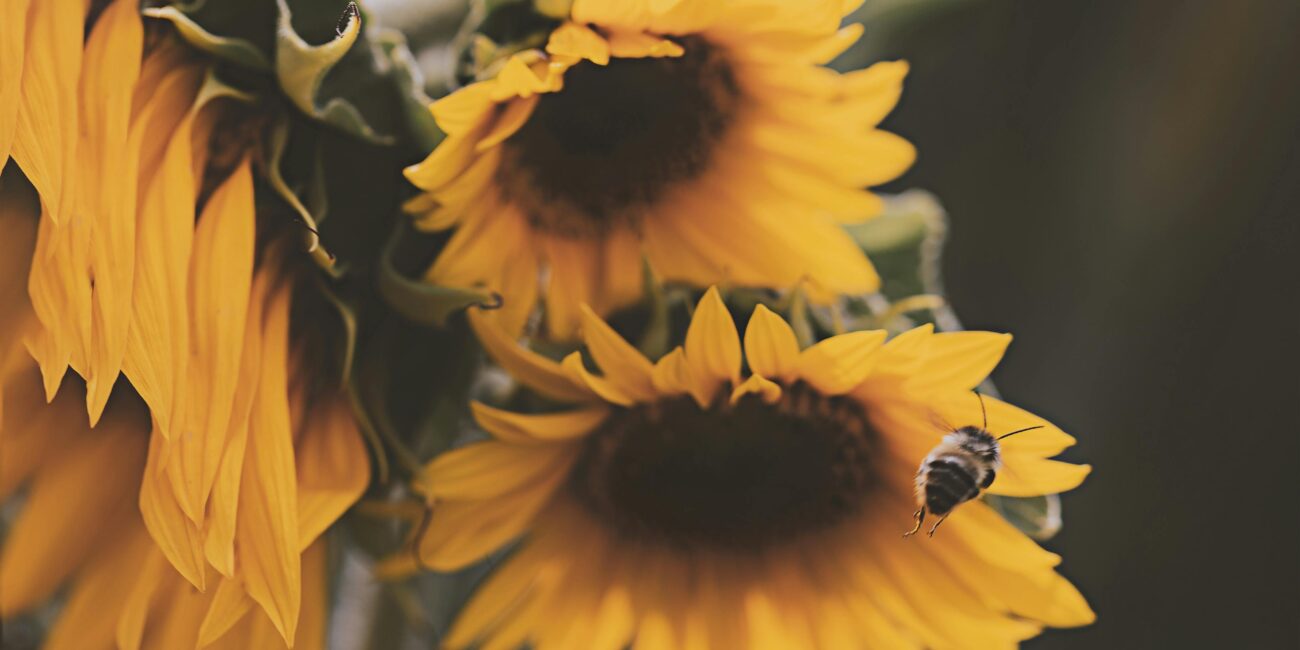 Close-up of bright sunflowers with a bee in the garden, showcasing nature's summer beauty.