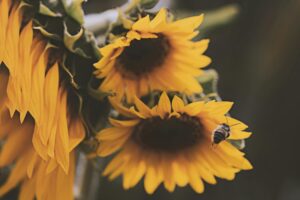 Close-up of bright sunflowers with a bee in the garden, showcasing nature's summer beauty.